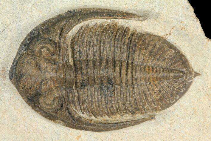 Bargain, Zlichovaspis Trilobite - Lghaft, Morocco #100388